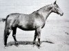 broodmare Hamadea (Great Poland (wielkopolska), 1961, from Traum)