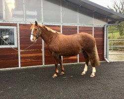 Zuchtstute Fanningstown Princess (Irish Sport Horse, 2005, von Flagmount King)