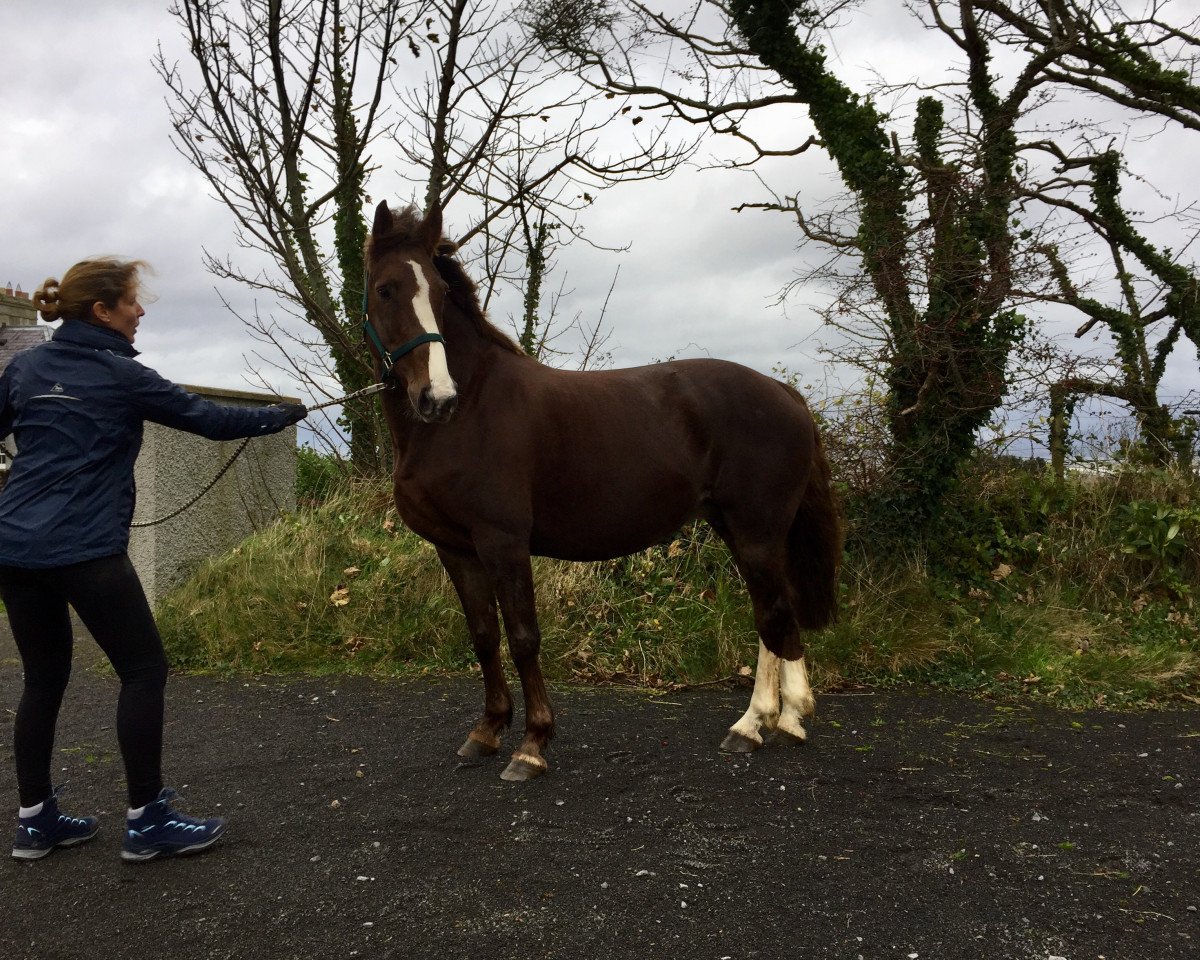 broodmare WKD Cheeky Vimto (Irish Sport Horse, 2007, from Douglas)