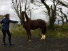 broodmare WKD Cheeky Vimto (Irish Sport Horse, 2007, from Douglas)