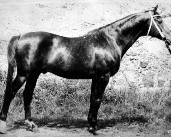 stallion Podarok (Russian Trakehner, 1961, from Piligrim)