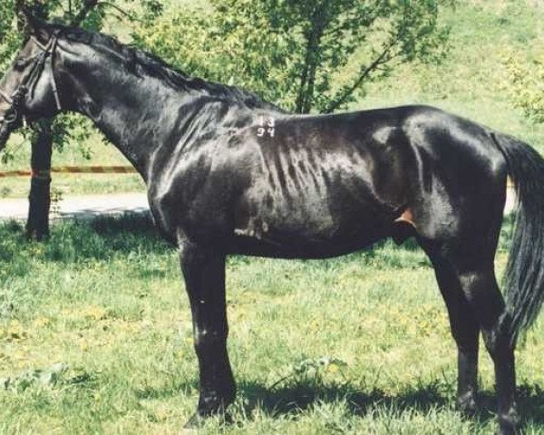 stallion Pobedit (Russian Trakehner, 1994, from Basalt xx)