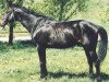 stallion Pobedit (Russian Trakehner, 1994, from Basalt xx)