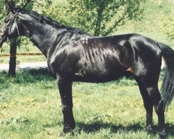 Deckhengst Pobedit (Russisch Trakehner, 1994, von Basalt xx)