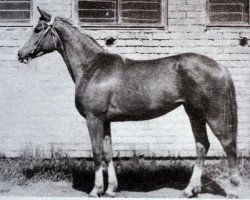 broodmare Etnolija (Russian Trakehner, 1986, from Homeras)