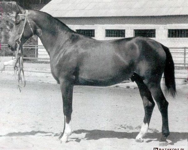stallion Liteksas (Russian Trakehner, 1987, from Cheopsas)