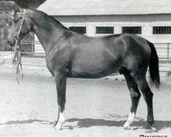 Deckhengst Liteksas (Russisch Trakehner, 1987, von Cheopsas)