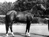 stallion Cheopsas (Russian Trakehner, 1977, from Fokus)