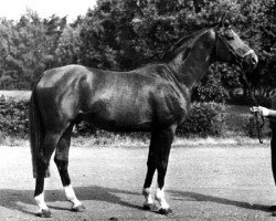 Deckhengst Cheopsas (Russisch Trakehner, 1977, von Fokus)