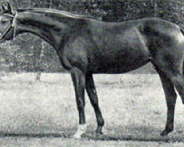 broodmare Hirosima (Russian Trakehner, 1982, from Cheopsas)