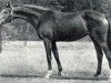 broodmare Hirosima (Russian Trakehner, 1982, from Cheopsas)