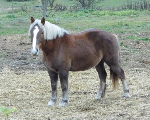 horse Borsó - aus private Hände (sonstiges Warmblut, 2010)