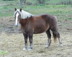 Pferd Borsó - aus private Hände (sonstiges Warmblut, 2010)