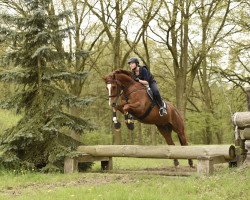 jumper Einstein F (Hanoverian, 2008, from Earl)