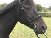 Springpferd Laffite Blue (Tschechisches Warmblut, 2012, von Drosselklang II)