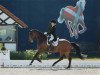 dressage horse Contador 25 (Holsteiner, 2007, from Consens)