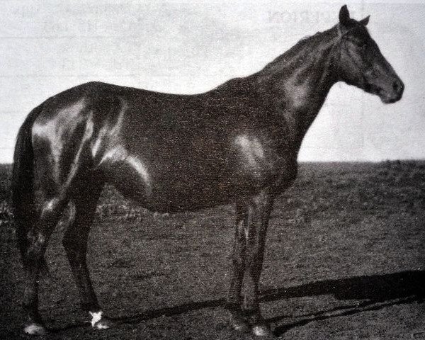 broodmare Norma (Trakehner, 1943, from Hyperion)