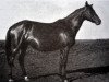 broodmare Norma (Trakehner, 1943, from Hyperion)