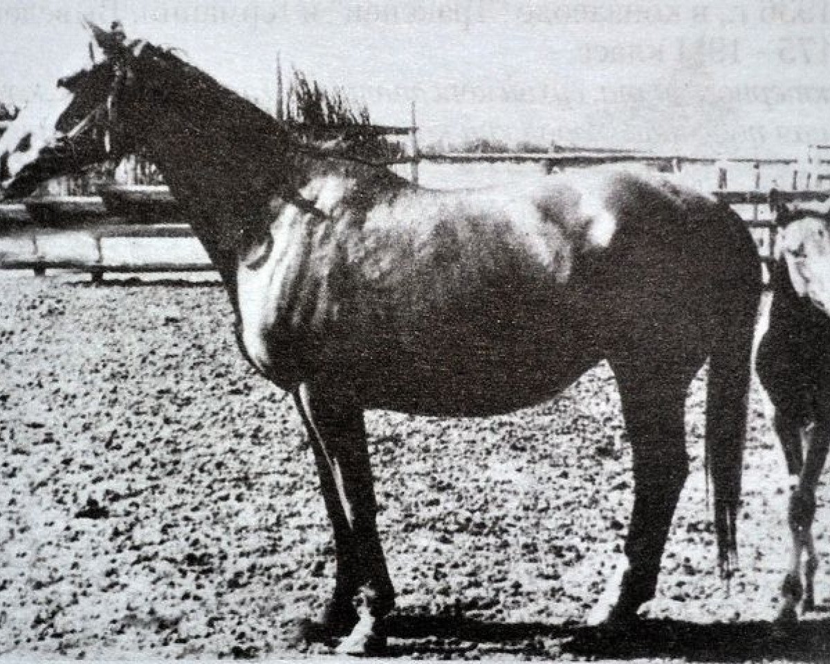 Zuchtstute Anketa (Russisch Trakehner, 1947, von Andrassy 3991)