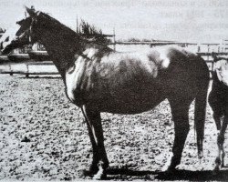 Zuchtstute Anketa (Russisch Trakehner, 1947, von Andrassy)