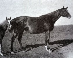 Zuchtstute Glockenweiche (Trakehner, 1942, von Creon)