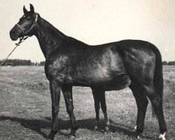 broodmare Chloptschatka (Russian Trakehner, 1966, from Paks 28 SOV)