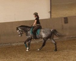 broodmare Carina 544 (Westphalian, 2010, from Camax L)