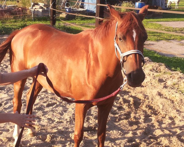 Springpferd Debby 151 (Deutsches Reitpony, 2010, von Don Davidoff 5)