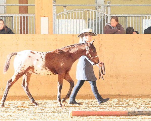 horse Bo's Little Richie (Appaloosa, 2017)