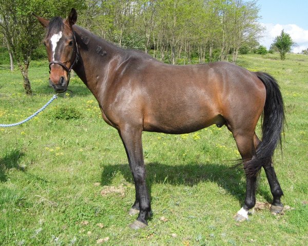 Pferd Zserbó - Ung. Warmblut aus private Hände (Ungarisches Warmblut, 2009, von Gant)