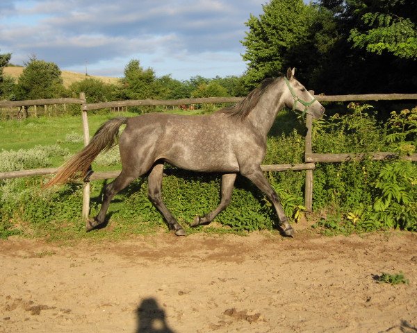 horse Zselyke - Ung. Warmblut aus private Hände (Hungarian Warmblood, 2014)