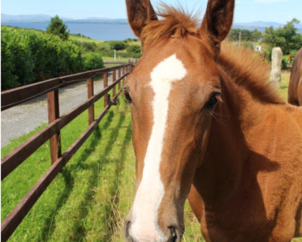 jumper Siraxta Dugarry (Irish Sport Horse, 2016, from Diamant de Semilly)