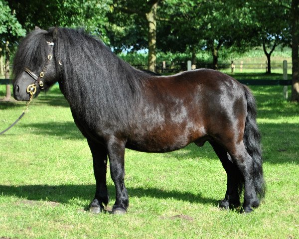 stallion Time out v.d. Römer (Shetland Pony, 2003, from Newton van Dorpzicht)
