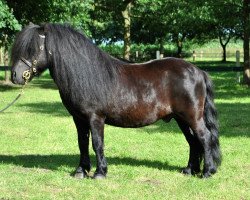 Deckhengst Time out v.d. Römer (Shetland Pony, 2003, von Newton van Dorpzicht)