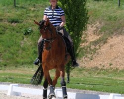 dressage horse Stanic (Oldenburg, 2009, from Sungold 2)