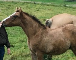 dressage horse Hengst von Dornik (German Riding Pony, 2017, from Dornik B)