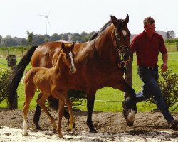 broodmare Montana III (Holsteiner, 1997, from Acord II)