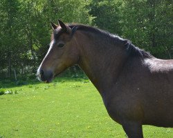 Zuchtstute Holsteins Siberia (Welsh-Cob (Sek. D), 1996, von Gwaliabach Cadwr)