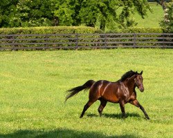 stallion Street Sense xx (Thoroughbred, 2004, from Street Cry xx)