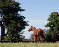 stallion Street Boss xx (Thoroughbred, 2004, from Street Cry xx)