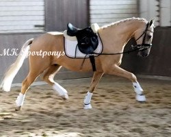 jumper Sir Shorty (German Riding Pony, 2011, from Jonker's Socrates)