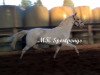 jumper Golden Capri (German Riding Pony, 2012, from Golden Springfield B)