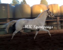 Springpferd Golden Capri (Deutsches Reitpony, 2012, von Golden Springfield B)