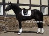 dressage horse Vico (Westphalian, 2011, from VIP 2)