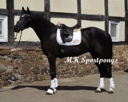 dressage horse Vico (Westphalian, 2011, from VIP 2)