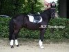 Springpferd Phantom 81 (Deutsches Reitpony, 2012, von FS Pearcy Pearson)