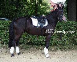 Springpferd Phantom 81 (Deutsches Reitpony, 2012, von FS Pearcy Pearson)