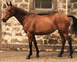 broodmare Arosa (Trakehner, 1977, from Wildfeuer)