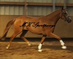 Springpferd Naseweis 35 (Deutsches Reitpony, 2013, von Nuts)