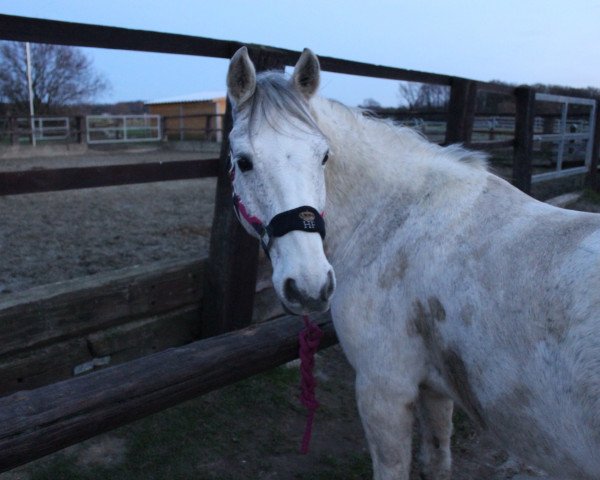 horse Brucherhof Feivel (Connemara Pony, 2001, from Fedor Dun)